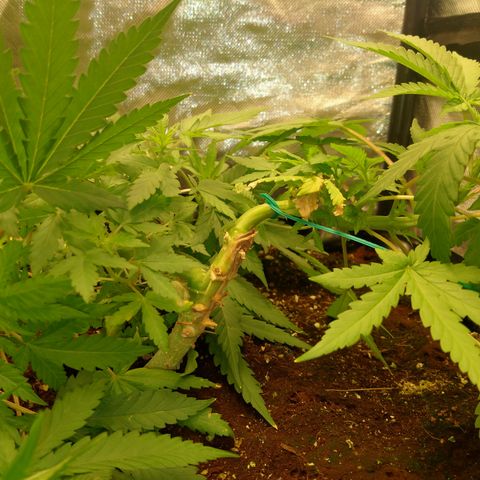 Gorilla Glue Auto No.1 growlog timeline photo