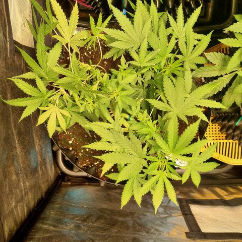 Gorilla Glue Auto No.1 growlog timeline photo