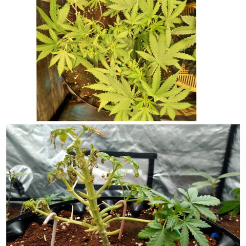 Gorilla Glue Auto No.1 growlog timeline photo