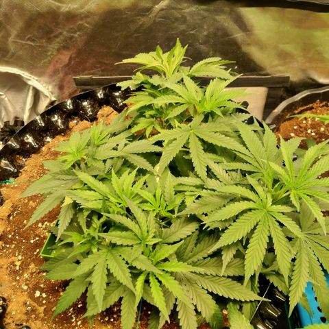 Mandarin Zkitt No.2 growlog timeline photo