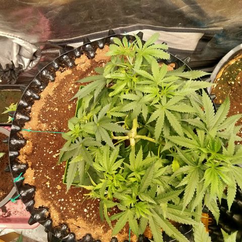 Mandarin Zkitt No.2 growlog timeline photo