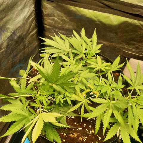 Gorilla Glue Auto No.1 growlog timeline photo