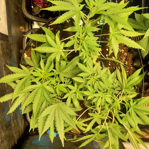 Gorilla Glue Auto No.1 growlog timeline photo