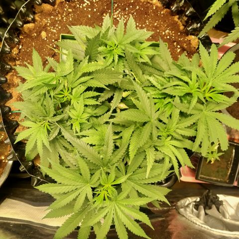 Mandarin Zkitt No.2 growlog timeline photo