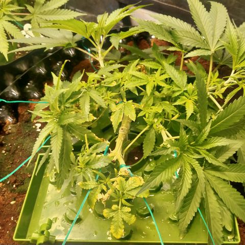 Mandarin Zkitt No.1 growlog timeline photo