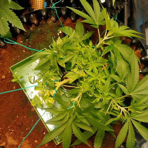 Mandarin Zkitt No.1 growlog timeline photo