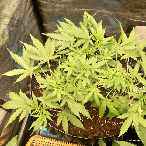 Gorilla Glue Auto No.1 growlog timeline photo
