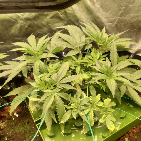 Mandarin Zkitt No.1 growlog timeline photo