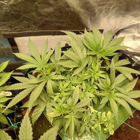 Mandarin Zkitt No.1 growlog timeline photo