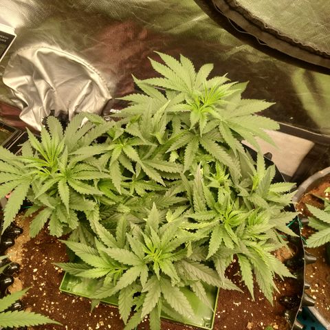 Mandarin Zkitt No.2 growlog timeline photo