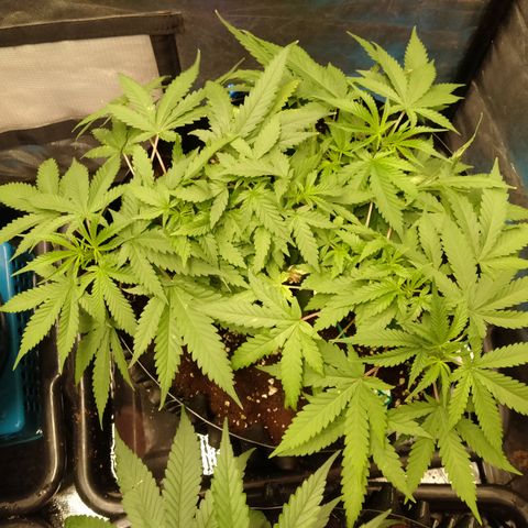 Gorilla Glue Auto No.1 growlog timeline photo