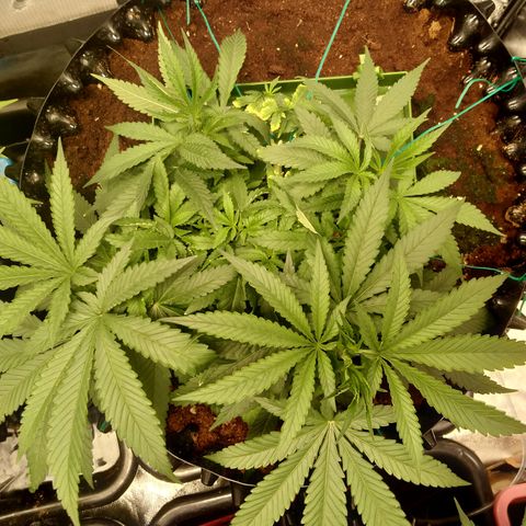 Mandarin Zkitt No.1 growlog timeline photo