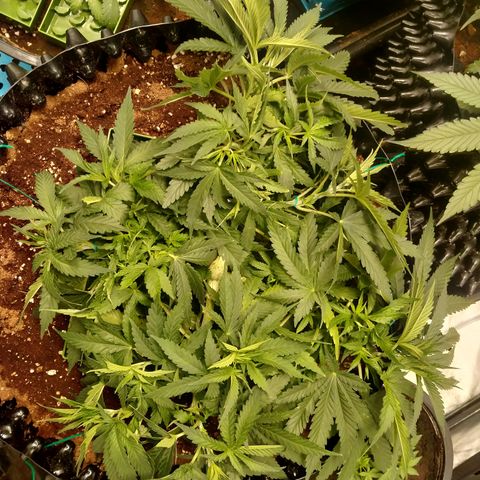 Mandarin Zkitt No.2 growlog timeline photo