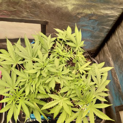 Gorilla Glue Auto No.1 growlog timeline photo