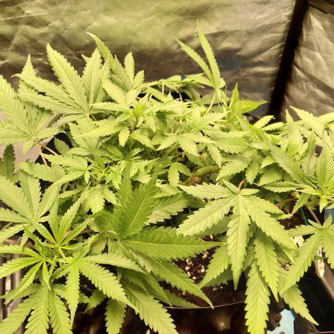 Gorilla Glue Auto No.1 growlog timeline photo