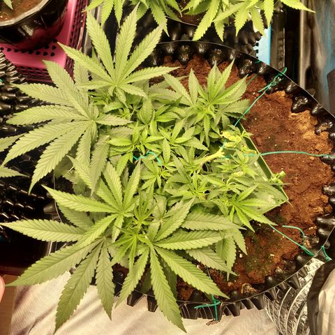 Mandarin Zkitt No.1 growlog timeline photo