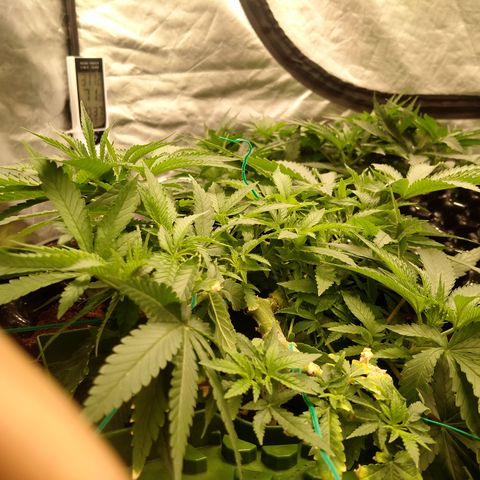 Mandarin Zkitt No.1 growlog timeline photo
