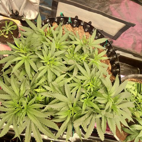 Mandarin Zkitt No.2 growlog timeline photo