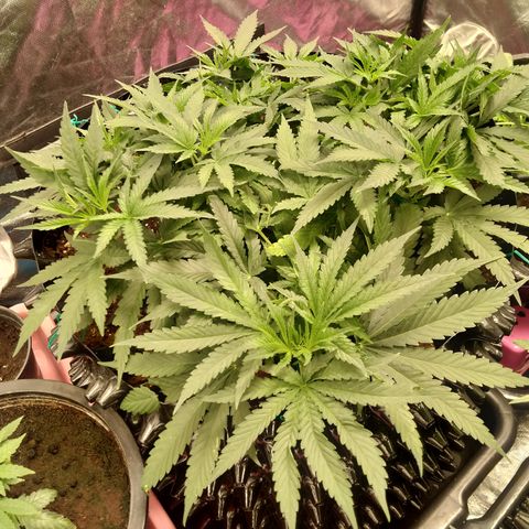 Mandarin Zkitt No.2 growlog timeline photo