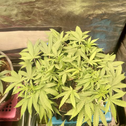 Gorilla Glue Auto No.1 growlog timeline photo