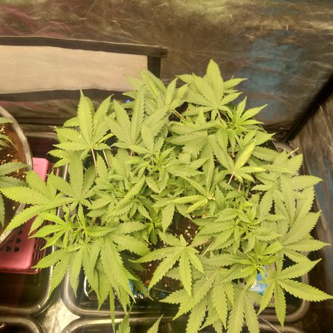 Gorilla Glue Auto No.1 growlog timeline photo