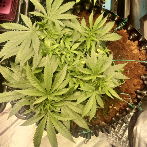 Mandarin Zkitt No.1 growlog timeline photo