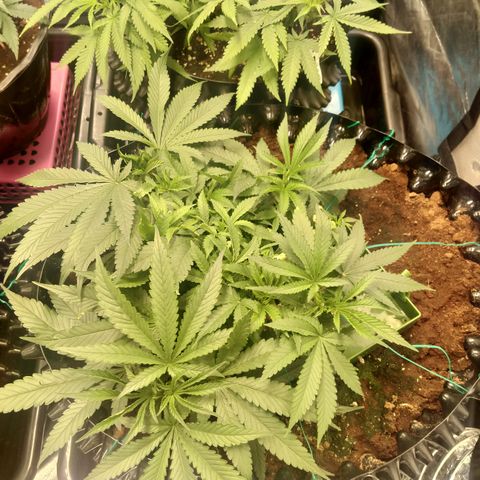 Mandarin Zkitt No.1 growlog timeline photo