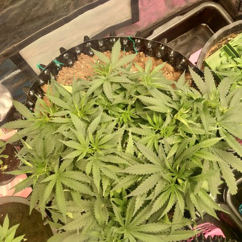 Mandarin Zkitt No.2 growlog timeline photo