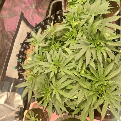 Mandarin Zkitt No.2 growlog timeline photo