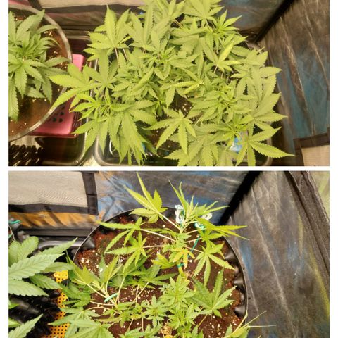 Gorilla Glue Auto No.1 growlog timeline photo