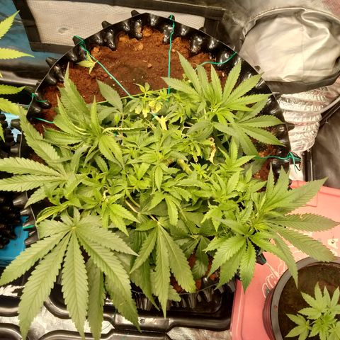 Mandarin Zkitt No.1 growlog timeline photo