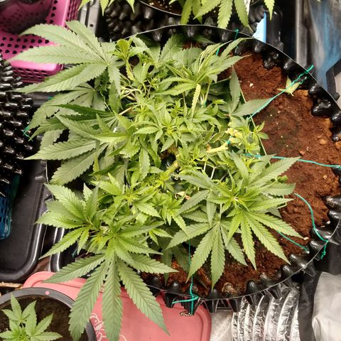 Mandarin Zkitt No.1 growlog timeline photo
