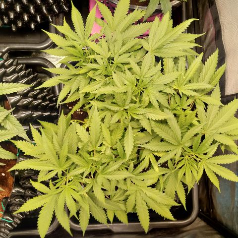 Gorilla Glue Auto No.1 growlog timeline photo