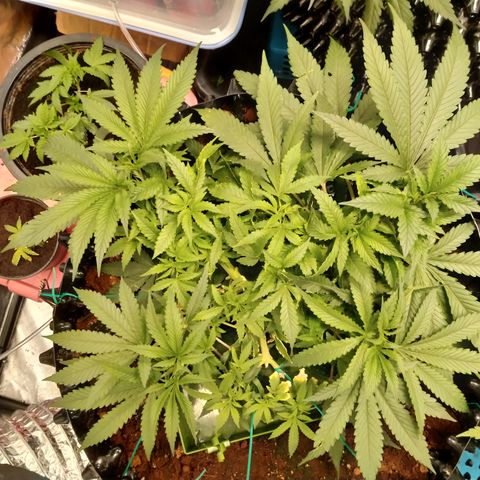 Mandarin Zkitt No.1 growlog timeline photo