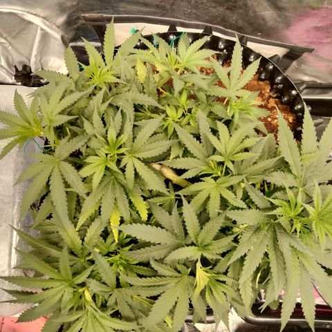 Mandarin Zkitt No.2 growlog timeline photo