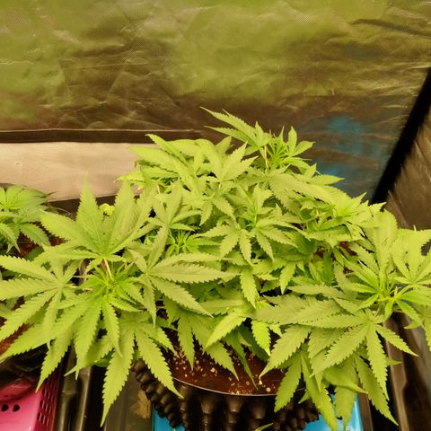 Gorilla Glue Auto No.1 growlog timeline photo