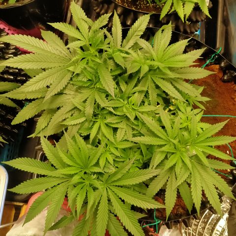 Mandarin Zkitt No.1 growlog timeline photo