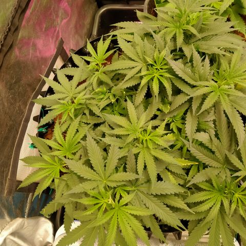 Mandarin Zkitt No.2 growlog timeline photo