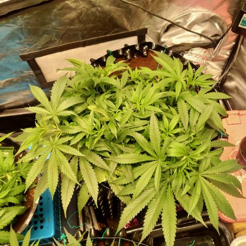 Mandarin Zkitt No.1 growlog timeline photo