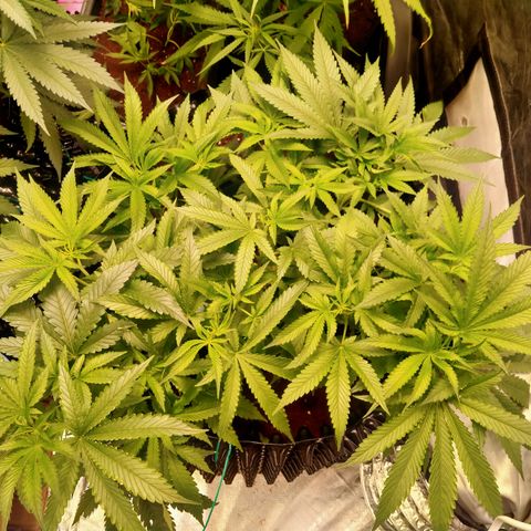 Mandarin Zkitt No.1 growlog timeline photo