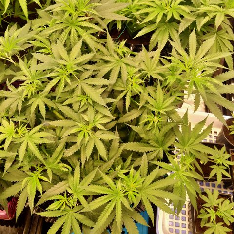 Mandarin Zkitt No.2 growlog timeline photo