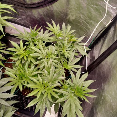 Mandarin Zkitt No.1 growlog timeline photo