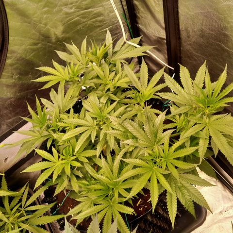 Mandarin Zkitt No.1 growlog timeline photo