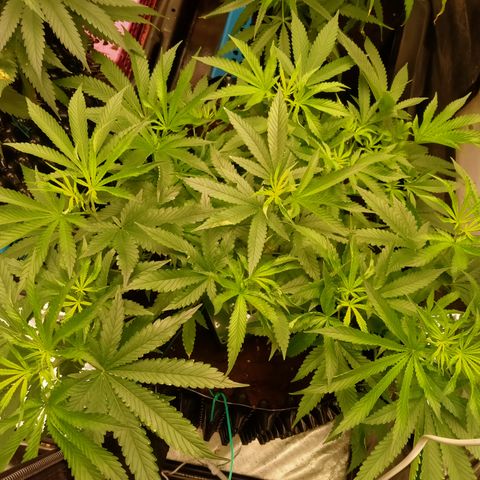 Mandarin Zkitt No.1 growlog timeline photo