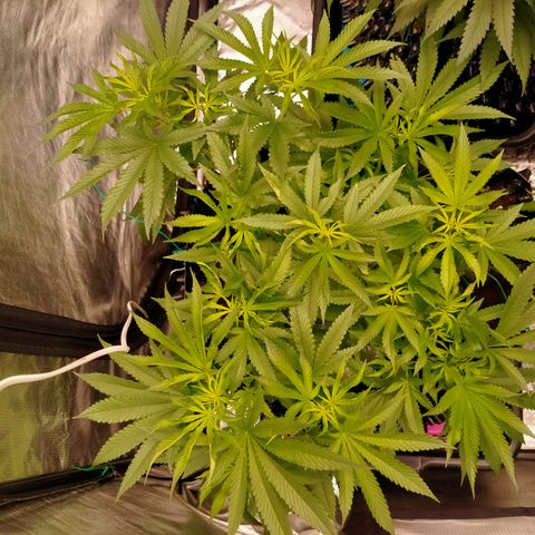 Mandarin Zkitt No.1 growlog timeline photo