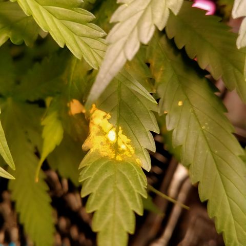 Mandarin Zkitt No.2 growlog timeline photo