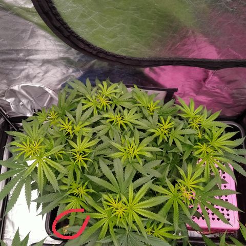 Mandarin Zkitt No.2 growlog timeline photo