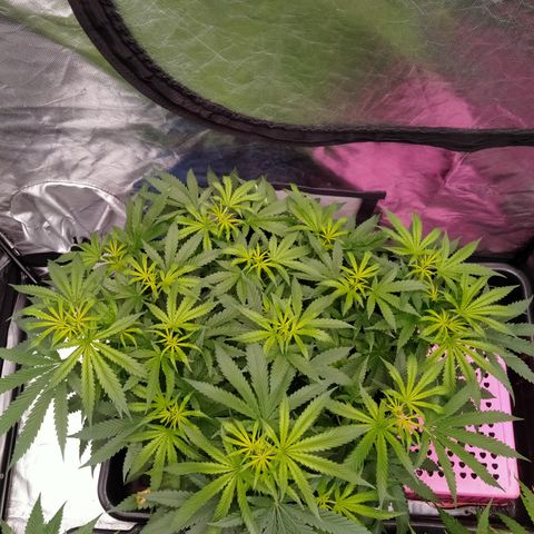 Mandarin Zkitt No.2 growlog timeline photo