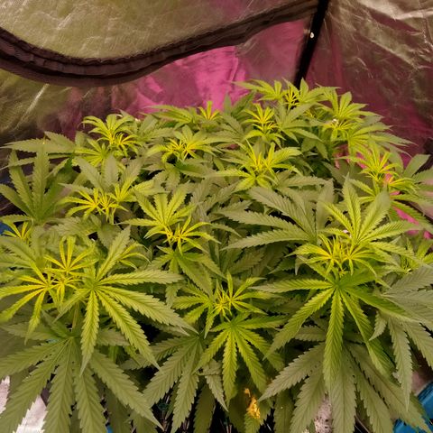 Mandarin Zkitt No.2 growlog timeline photo