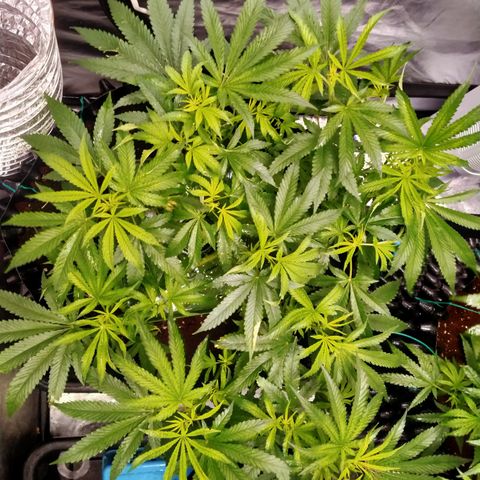 Mandarin Zkitt No.1 growlog timeline photo